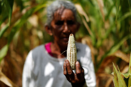 Maria Jesus Lopez shows a corn ear in a drought-affected farm near the town of San Marcos Lempa, El Salvador, July 25, 2018. REUTERS/Jose Cabezas