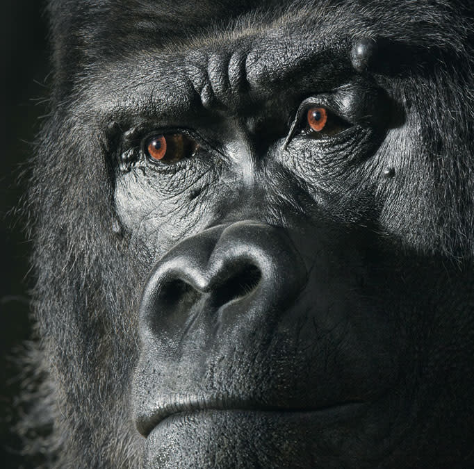 At 29 years old, Djala the gorilla is quite the father-figure, with 20 offspring by six different females in 12 years at an English animal park. Had he been in the wild, life may not have been so good. “Gorillas are hunted for bushmeat, a trade that involves the killing or capturing of up to a million primates a year for human consumption,” writes Blackwell. <a href="http://www.timflach.com/" rel="nofollow noopener" target="_blank" data-ylk="slk:(Photo by Tim Flach);elm:context_link;itc:0;sec:content-canvas" class="link ">(Photo by Tim Flach)</a>