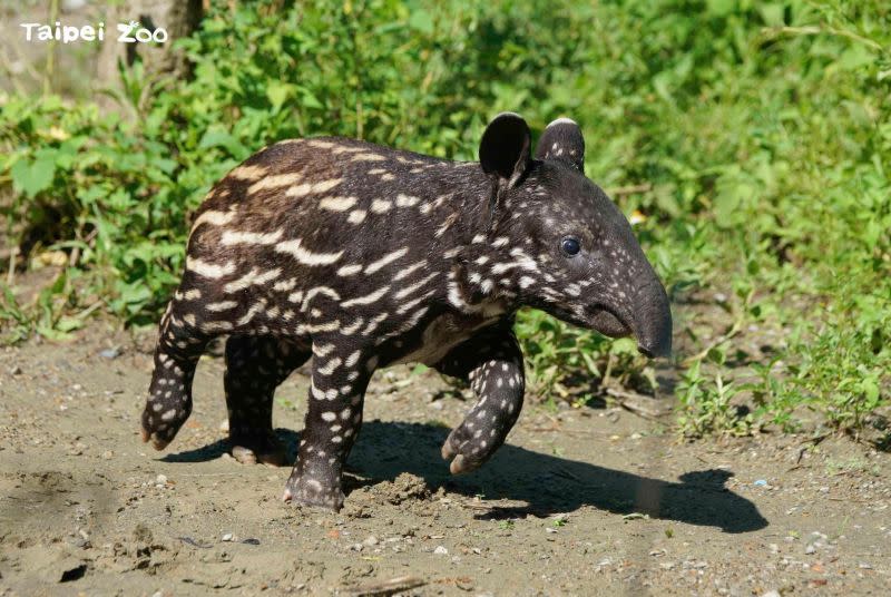 ▲貘花豆因命名活動成為了動物園熱門明星，不過近日卻有許多網友到現場找不到貘花豆本人。（圖／取自Taipei Zoo官方臉書）