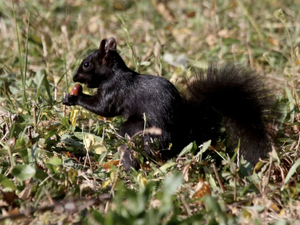 The almost two-hour black-out experienced on the north side of Charlevoix on Nov. 25 was due to an unlucky squirrel.