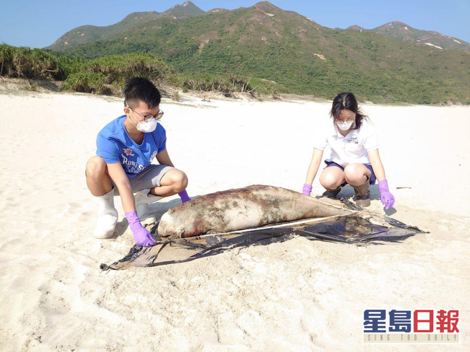 擱淺江豚，屍體已嚴重腐爛。香港海洋公園保育基金提供