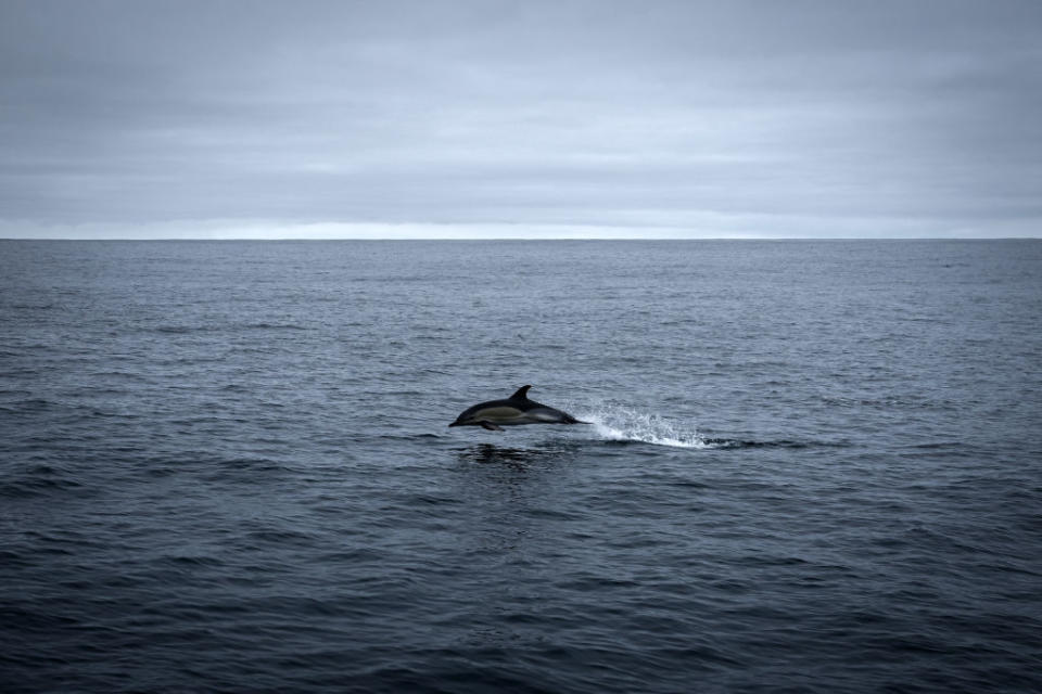 A dolphin.