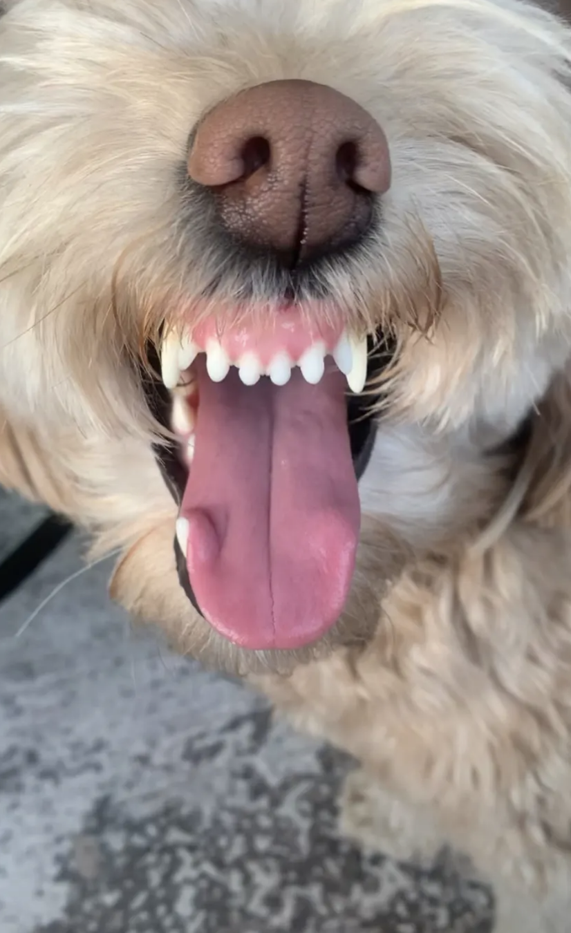 Close-up of a happy dog with its mouth open and tongue out