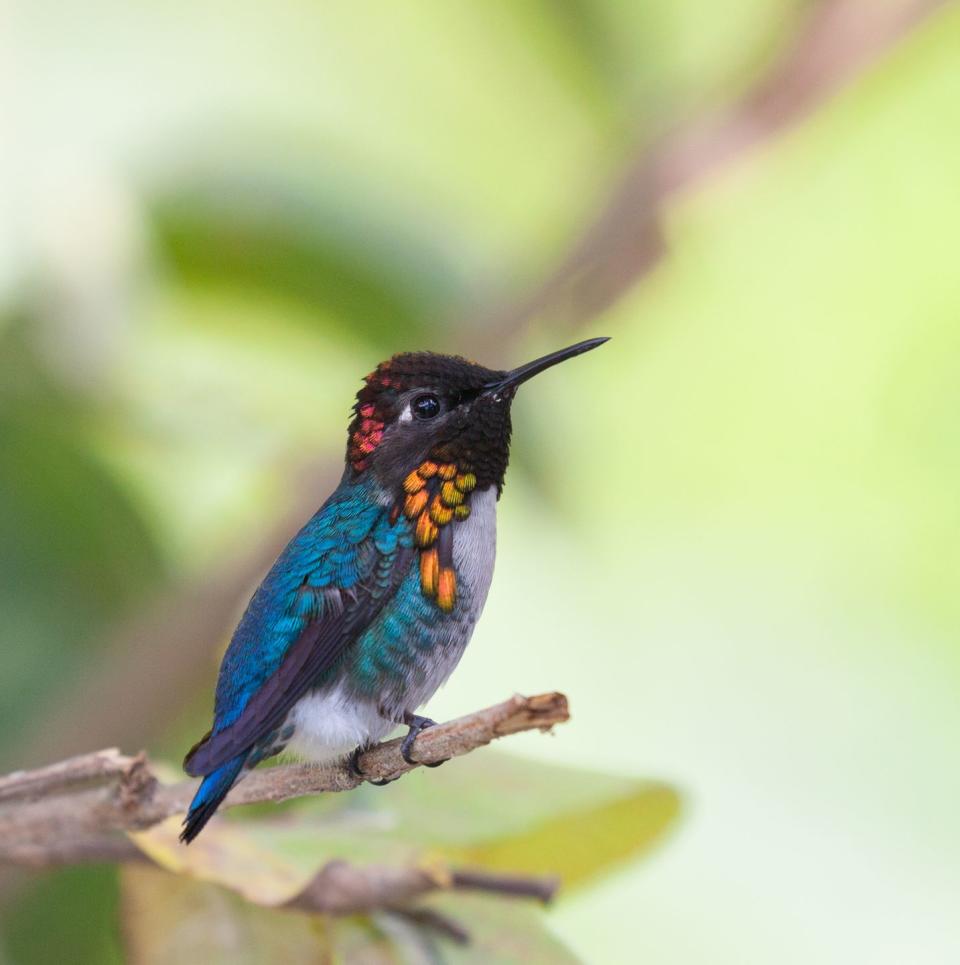 <p>Hummingbirds are already pretty tiny. Audubon says that the world's smallest bird is <a href="https://www.audubon.org/news/get-know-bee-hummingbird-worlds-smallest-bird" rel="nofollow noopener" target="_blank" data-ylk="slk:so little that is often mistaken for a bee;elm:context_link;itc:0;sec:content-canvas" class="link ">so little that is often mistaken for a bee</a> (hence the name). If you want to see these little winged marvels, that are just over two inches long, in flight, you'll have to head to Cuba. </p>