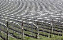 Raspberry plants are seen on a field of Swiss berry producer Schibli Beeren near Otelfingen