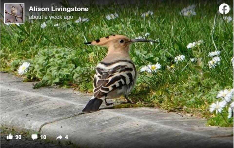 Hoopoes migrate from regions across the African continent to Europe each year.