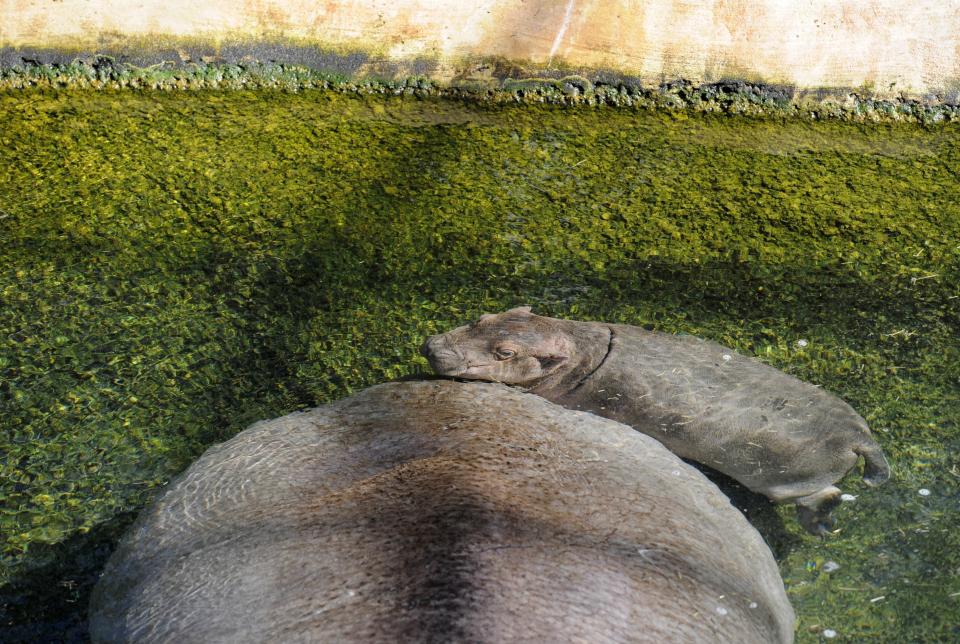 A female hippopotamus calf born in the Berlin zoo on August 9, 2010 swims behind her mother 'Kathi' in their enclosure in Berlin's zoological garden, August 24, 2010. (ODD ANDERSEN/AFP/Getty Images)