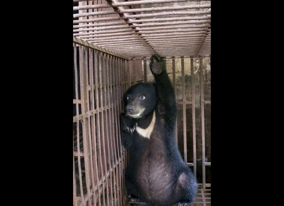 In this Oct. 2, 2010 file photo released by TRAFFIC Southeast Asia, an Asiatic Black Bear cub watches from its cage at a bear bile farm in Hanoi, Vietnam. A share listing plan by Guizhentang that sells tonics made with bear bile is provoking a storm of online criticism in China from animal rights groups, celebrities and ordinary Chinese. Reports Friday, Feb. 17, 2012 said dozens of well-known entertainers, writers and other celebrities signed a petition to the China Securities Regulatory Commission urging it to withhold approval for the initial public offering by the Chinese medicines maker. (AP Photo/TRAFFIC Southeast Asia, M. Silverberg, File) 