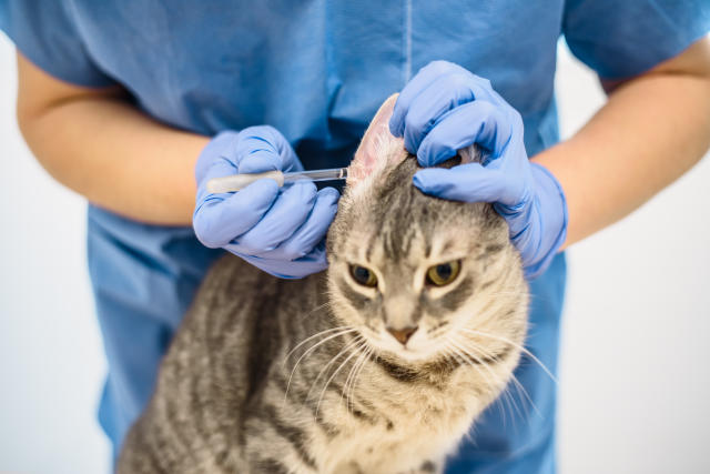 Mon chat a une otite : faut-il nécessairement des antibiotiques