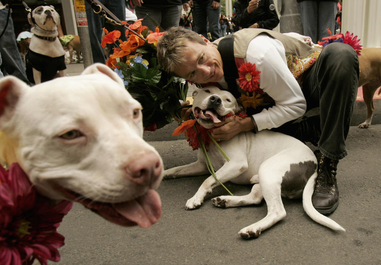 Teddles, uno de los perros que fue rescatado en una propiedad que el quarterback Michael Vick usaba para entrenarlos para pelear. (Foto: REUTERS/Robert Galbraith)