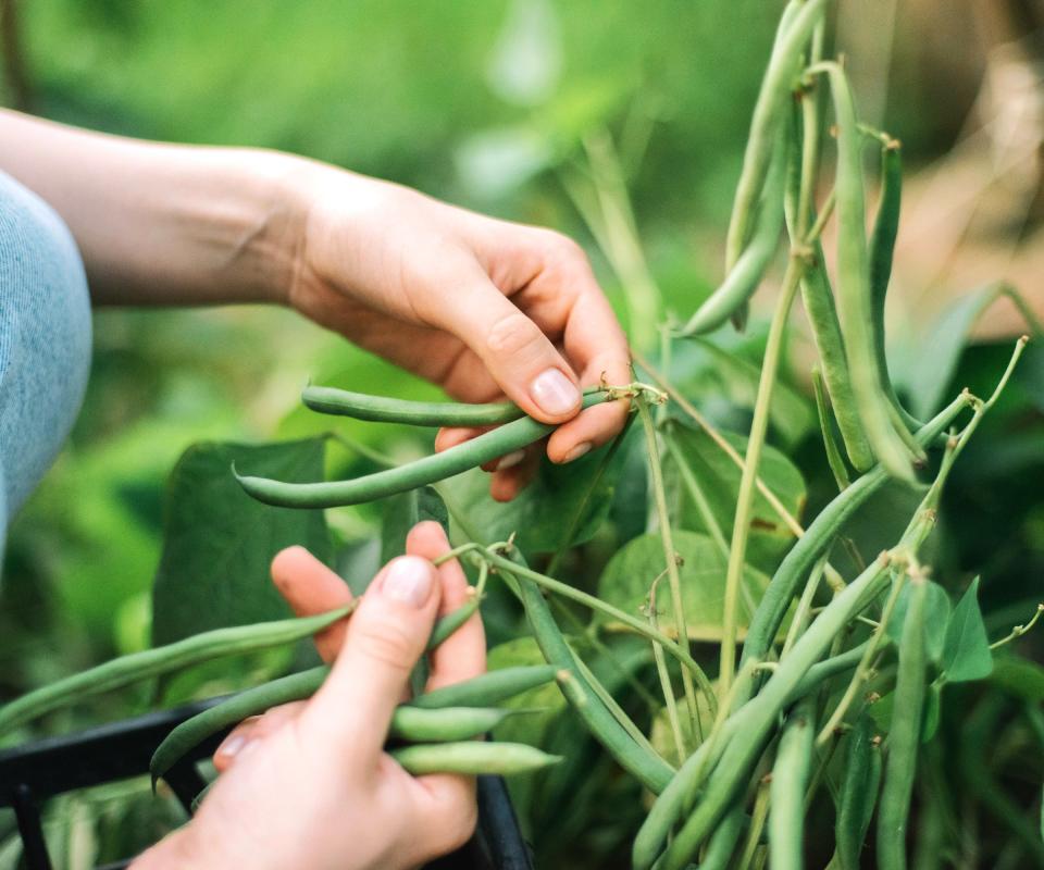 Harvesting pole beans