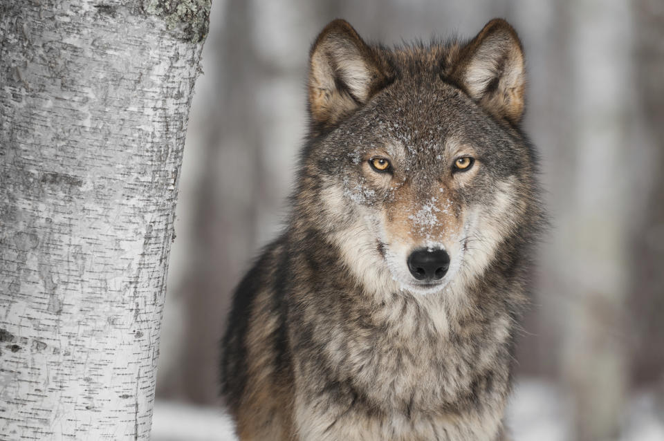 Grey Wolf (Canis lupus) Next to Birch Tree - captive animal