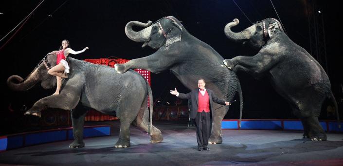 éléphant de cirque Mario Tama Getty finale