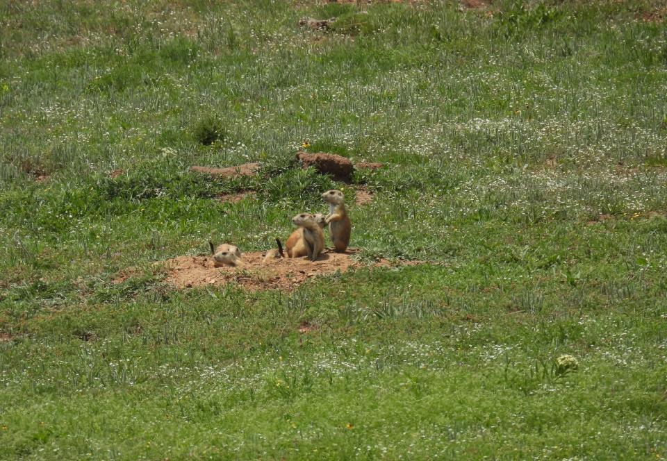 Black-tailed prairie dogs are social and have complex systems of vocal communication.