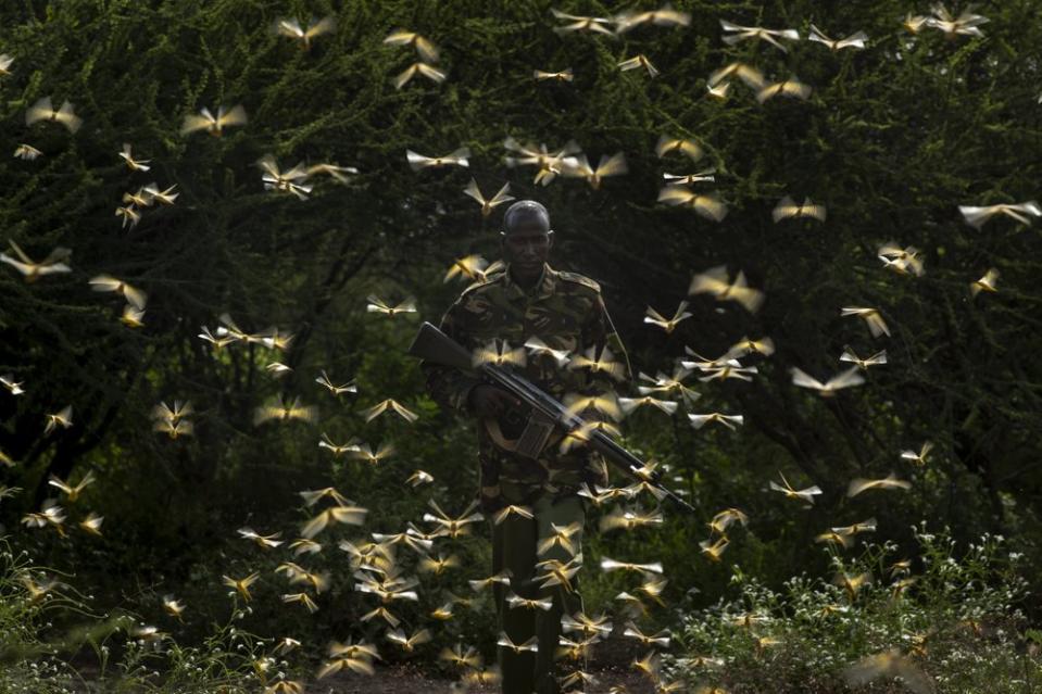 Ranger Gabriel Lesoipa is surrounded by desert locusts