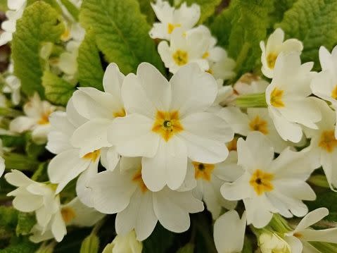 white flowers white flower names