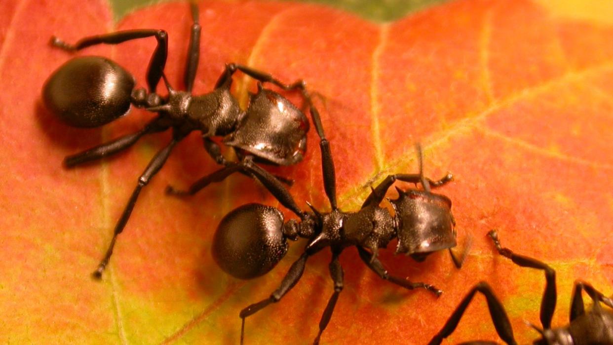 Ameisen der Art Cephalotes atratus auf einem Blatt. Foto: Corrie Moreau/Field Museum