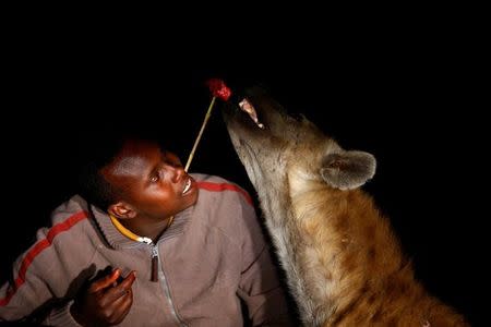 Abbas Yusuf, 23, known as Hyena Man, feeds a hyena on the outskirts of the walled city of Harar, Ethiopia, February 23, 2017. REUTERS/Tiksa Negeri