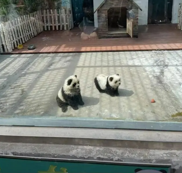 中國江蘇泰州動物園展出「貓熊犬」。翻攝澎湃新聞