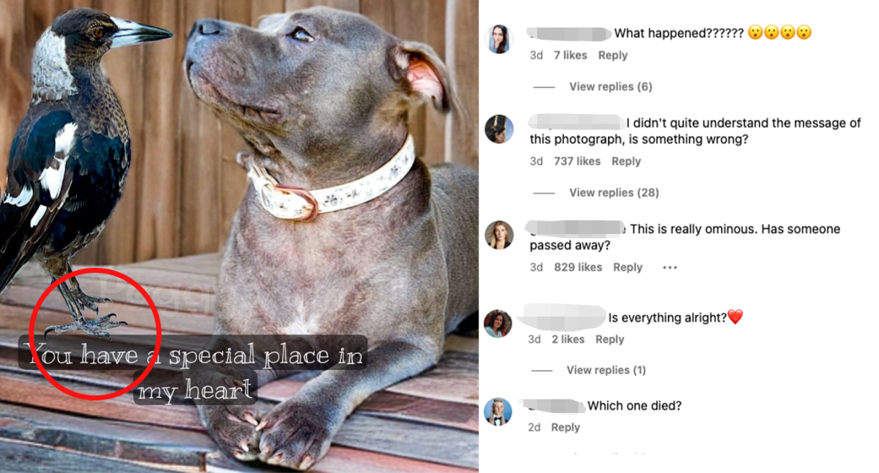 A screen shot of the image of Molly and Peggy on Instagram, beside a view of the comments it received, showing an outpour of concern. 