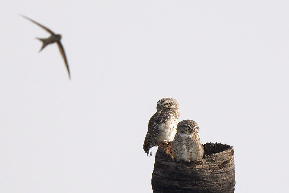 Owls rest on a palm tree in Hyderabad, India, Wednesday, Dec. 13, 2023. (AP Photo/Mahesh Kumar A.)