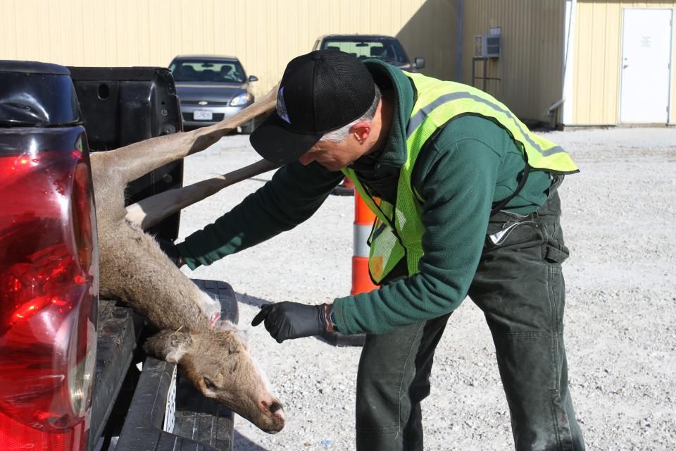 Steve Hoel prepares to take the lymph nodes from a deer during a mandatory CWD sampling station at Bolivar Fire Station No. 2 Nov. 13, 2022.