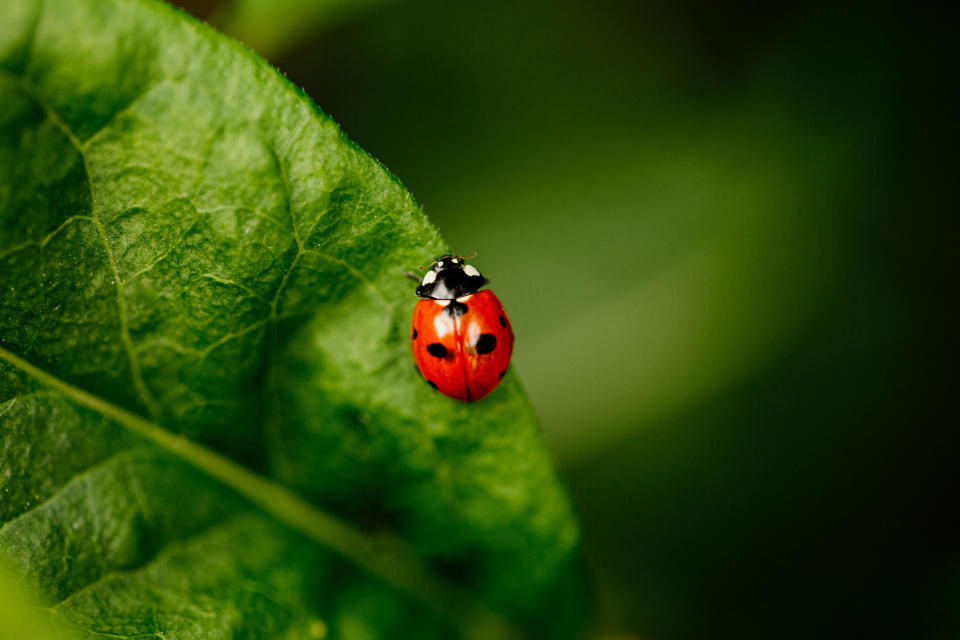 ladybug on leaf