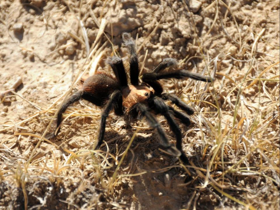 An Oklahoma brown tarantula in southeastern Colorado (Visit La Junta)