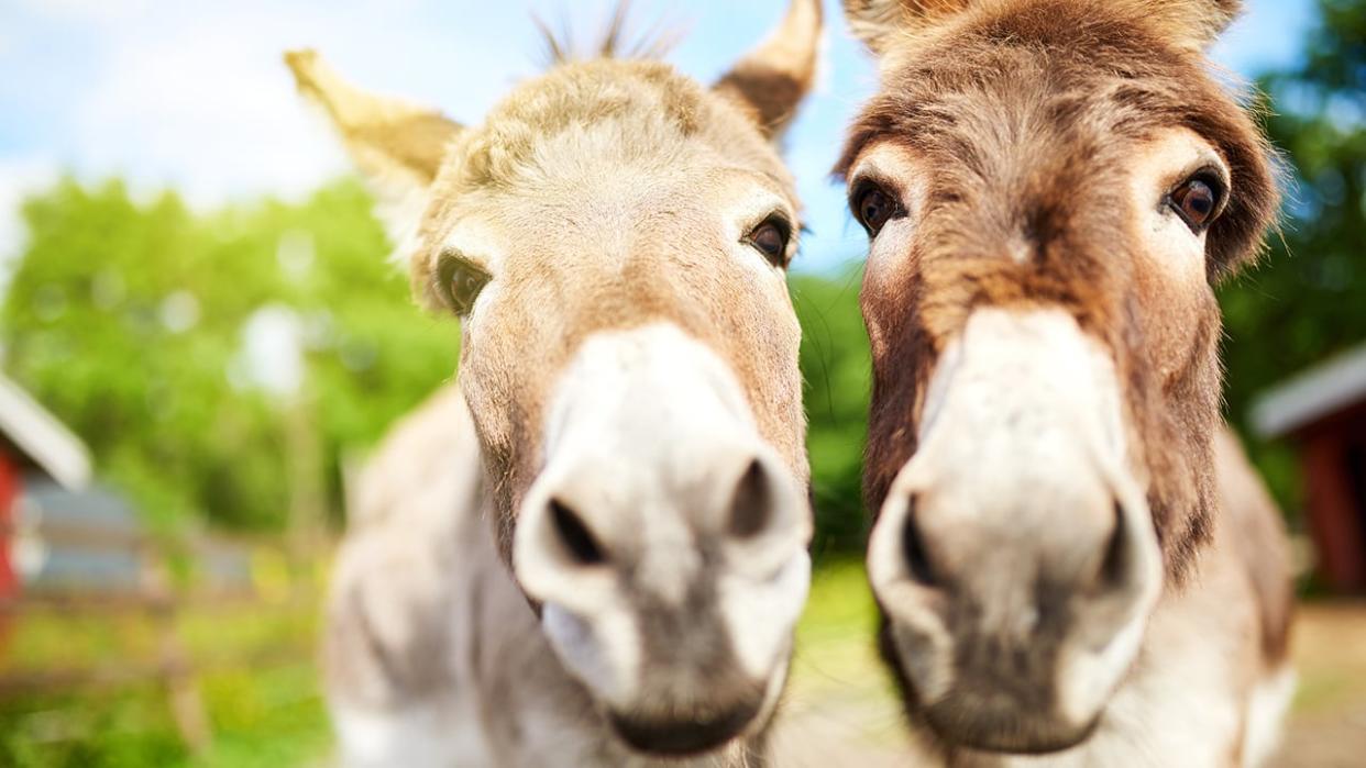 Eby Farmstead is home to a variety of animals, including llamas, alpaca, donkeys and miniature horses. (Credit: iStock/Getty Images - image credit)