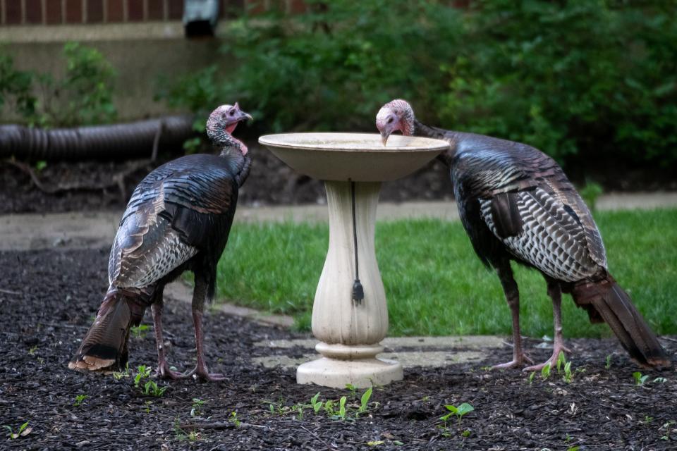 Two turkeys investigate a bird bath at the Forest Park Nature Preserve in Peoria Heights on Sunday, July 18, 2021.