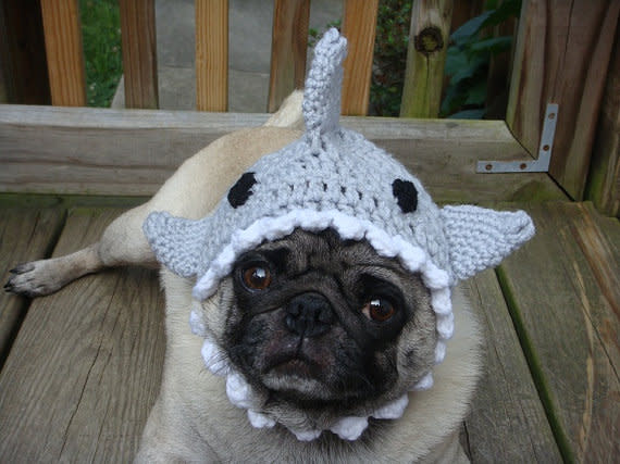 <div class="caption-credit"> Photo by: Etsy</div><div class="caption-title">5. Shark Hat</div>If you're not wanting to get a full body costume (or your dog is refusing), a hat is a perfect compromise. <br> <a rel="nofollow noopener" href="http://blogs.babble.com/pets/2012/08/14/does-your-pet-love-shark-week-too-6-shark-costumes-for-your-dog-or-cat/#shark-hat" target="_blank" data-ylk="slk:Get it from Sweethoots, $20;elm:context_link;itc:0;sec:content-canvas" class="link "><i>Get it from Sweethoots, $20</i></a> <br> <br>