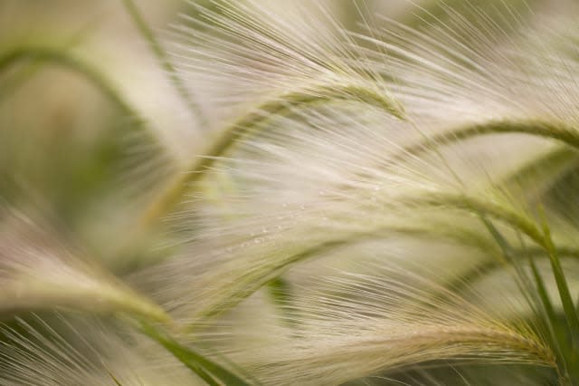 Foxtail barley (Hordeum jubatum) covered in dew, close-up