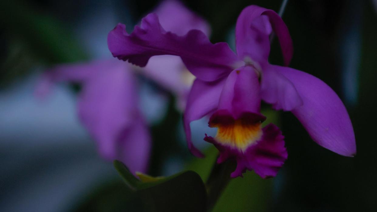  Close-up of orchid bloom. 