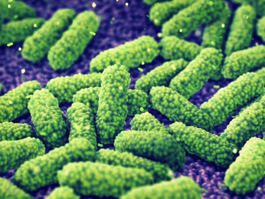 Bacterias intestinales | imagen wikipedia