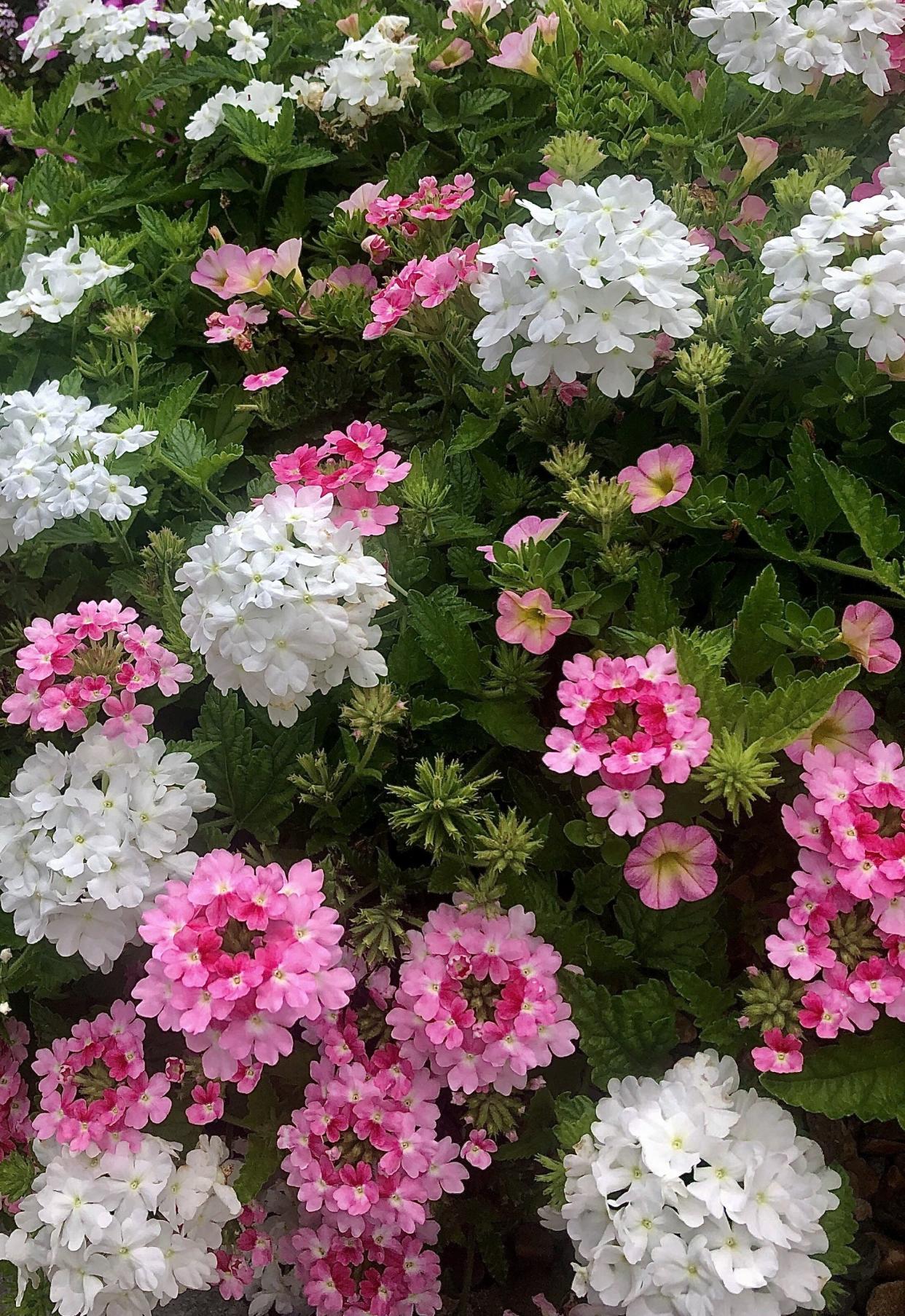 This Proven Winners recipe called Missy was seen showing out at a recent Young’s Plant Farm Annual Garden Tour in Auburn AL. It features Superbenas Sparkling Rose and Whiteout verbenas and Superbells Honey calibrachoa.
