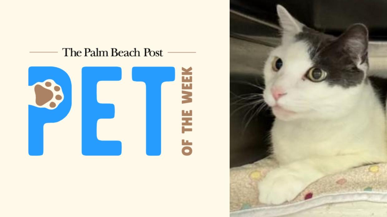 Peanut, a seven-year-old neutered male cat, is this week's adoptable Pet of the Week!