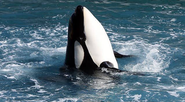 According to researchers, killer whales make sounds from their blowhole, similar to humans talking out of their nose. Source: Getty