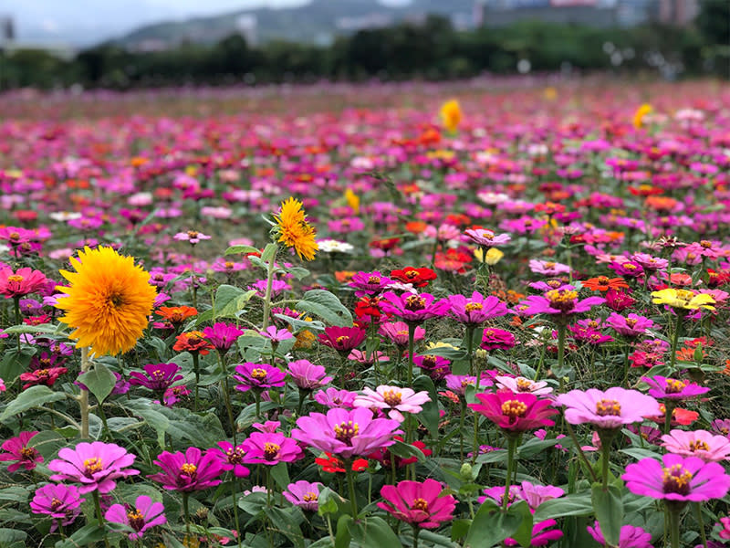 （圖片來源：花in台北）