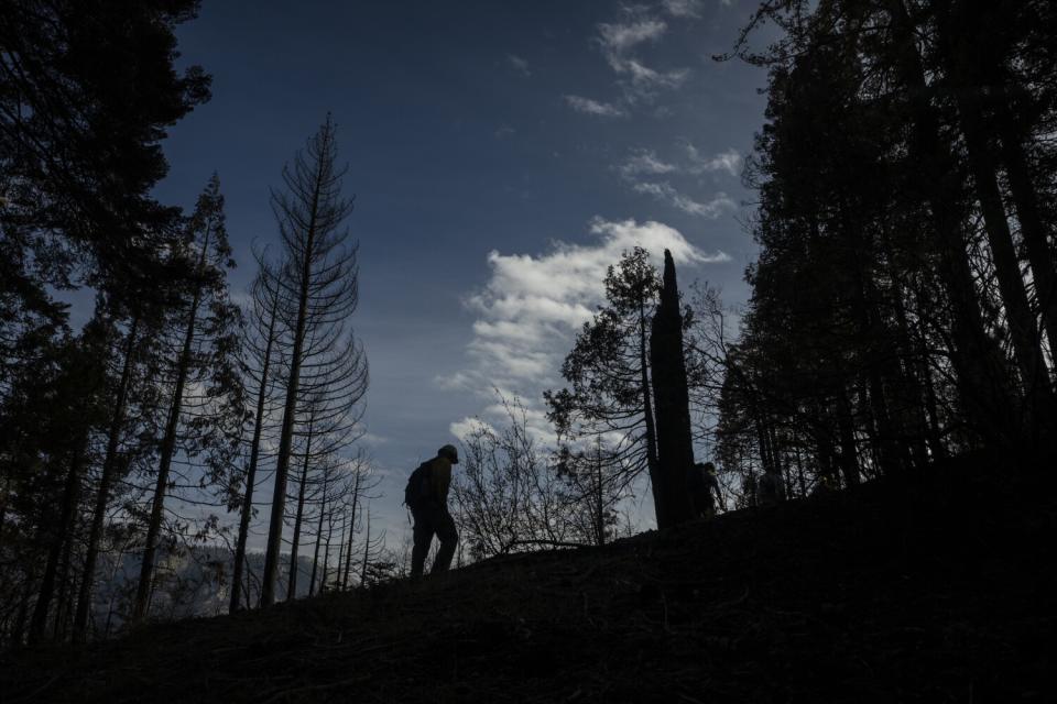 A person walks through the Redwood Mountain Grove.