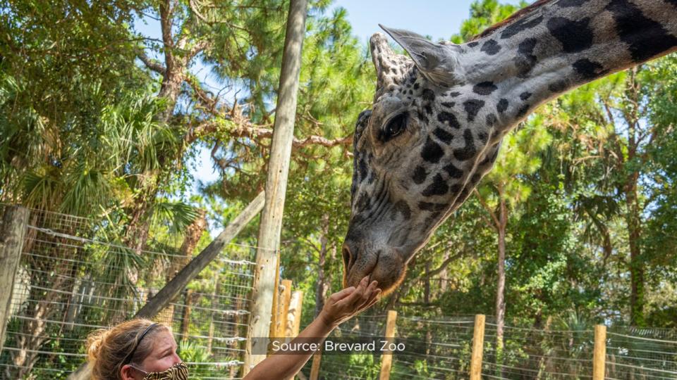 Brevard Zoo’s Rafiki the giraffe is celebrating his 25th birthday on Wednesday.