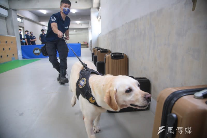 20220701-新北市警犬隊專訪，緝毒犬訓練。（顏麟宇攝）