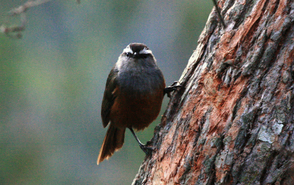<b>Grey-breasted Laughingthrush:</b> Birding jargon can be funny. Say, “laughingthrushes” belong to the babbler family! This one is endemic to these hills. And the name “laughingthrush” because the calls resemble human laughter.