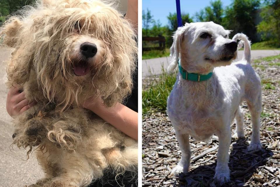 Before and after shots of Elmer for the Wahl Dirty Dogs Contest