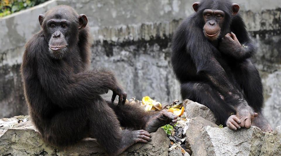 Des chimpanzés du zoo d'Abidjan, en Côte d'Ivoire. (PHOTO D'ILLUSTRATION) - Sia Kambou - AFP 