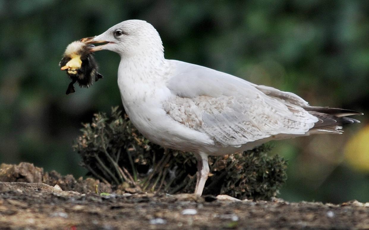 Gulls can be aggressive predators - this Herring Gull snatched a duckling in a pond in Brighton, UK - Solent News & Photo Agency