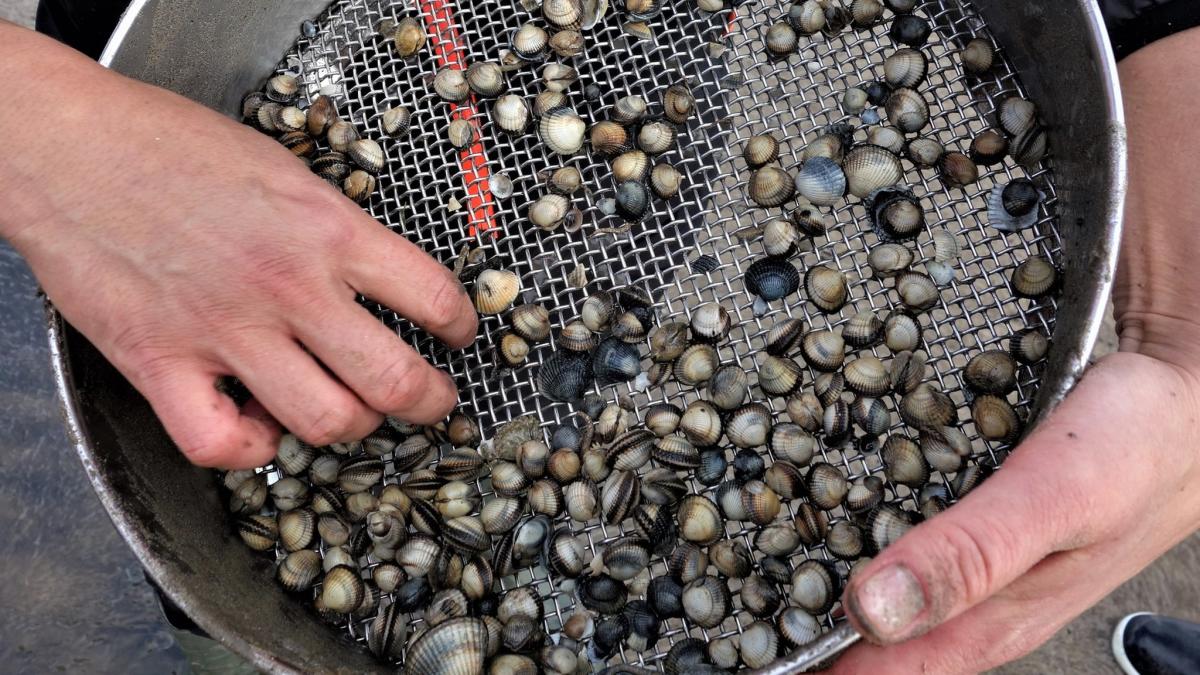 Moins d’eaux usées pourrait signifier des coques plus petites pour le sud du Pays de Galles et le canal de Bristol