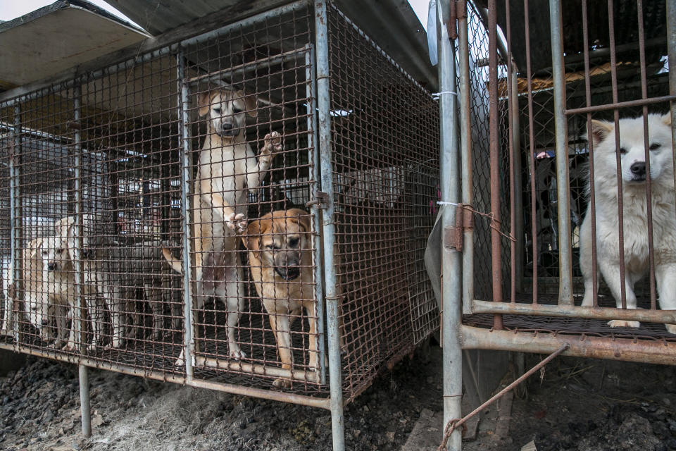 Dogs locked in cages at a dog meat farm in Hongseong. 