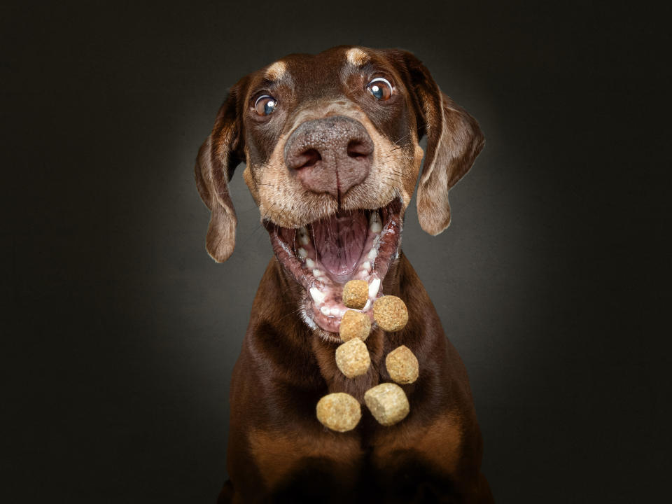 Hilarious photos of dogs trying to catch treats