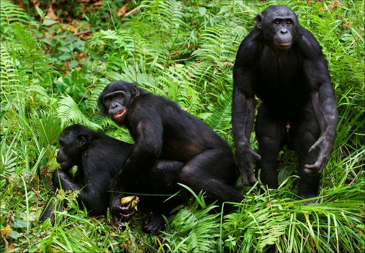 <span class="caption">Bonobo sex isn’t generally a private affair.</span> <span class="attribution"><a class="link " href="https://www.shutterstock.com/image-photo/bonobo-love-lola-ya-democratic-republic-60692260?src=-kZ0IxjEn9RlXeiiG0dXjQ-1-4" rel="nofollow noopener" target="_blank" data-ylk="slk:Sergey Uryadnikov/Shutterstock;elm:context_link;itc:0;sec:content-canvas">Sergey Uryadnikov/Shutterstock</a></span>