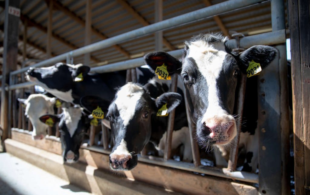 Holstein cows in a barn at the Marshfield Agricultural Research Station's north campus near Stratford, Wis., Wednesday afternoon, July 11, 2018. Photo by Michael P. King/UW-Madison CALS